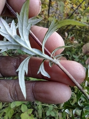 Artemisia vulgaris