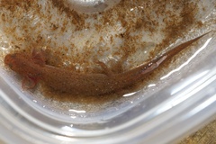 Pseudotriton montanus