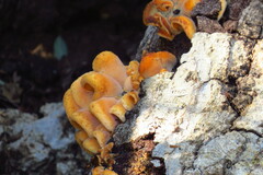 Phyllotopsis nidulans