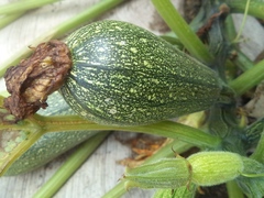 Cucurbita pepo