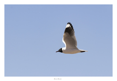 Chroicocephalus serranus