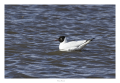 Chroicocephalus serranus