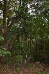 Ptychosperma macarthurii