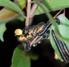 Perga dorsalis