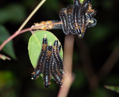 Perga dorsalis