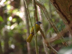 Eucometis penicillata