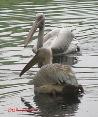 Pelecanus onocrotalus
