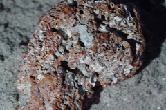 Petaloconchus varians