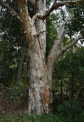 Melaleuca leucadendra