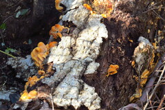 Phyllotopsis nidulans