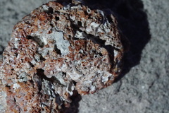 Petaloconchus varians