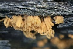 Arcyria obvelata