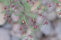 Euphorbia revoluta