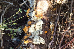 Phyllotopsis nidulans