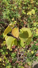 Cercis occidentalis