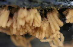 Arcyria obvelata
