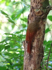 Xiphorhynchus flavigaster