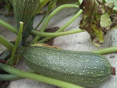 Cucurbita pepo