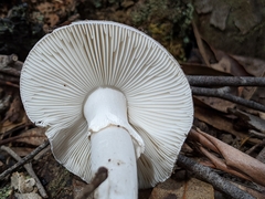 Validae