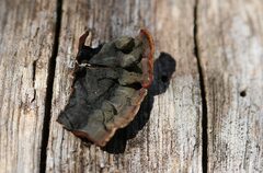 Punctularia strigosozonata