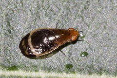 Depressa striatipennis