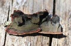 Punctularia strigosozonata