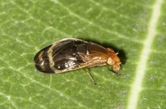 Depressa striatipennis