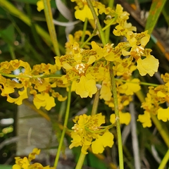 Oncidium