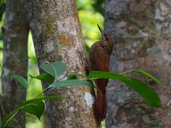 Dendrocolaptes sanctithomae