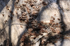 Punctularia strigosozonata