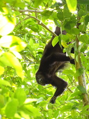 Alouatta pigra
