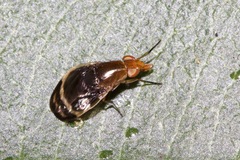 Depressa striatipennis