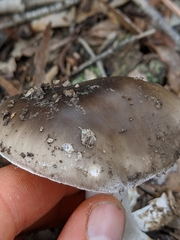 Validae