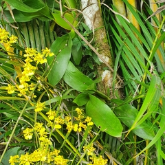Oncidium