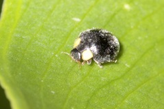 Apolinus lividigaster