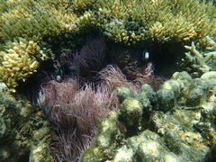Heteractis crispa
