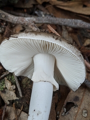 Validae
