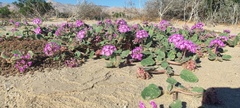 Abronia villosa villosa