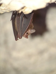 Peropteryx macrotis