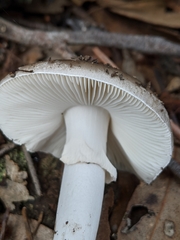 Validae