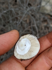 Validae