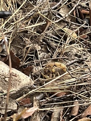 Buthus