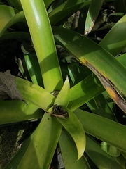 Tillandsia fraseri