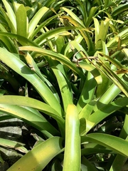 Tillandsia fraseri