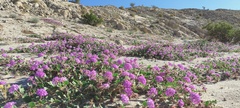 Abronia villosa villosa