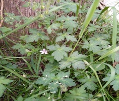 Geranium sibiricum