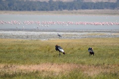 Balearica regulorum