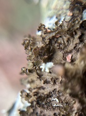 Tuckermanopsis orbata