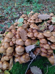 Kuehneromyces