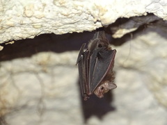 Peropteryx macrotis